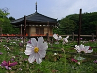 日記の画像