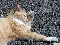 日記の画像