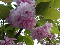 日記の画像