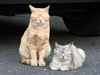 日記の画像