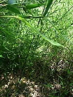 日記の画像