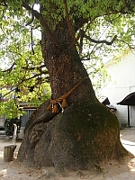 日記の画像