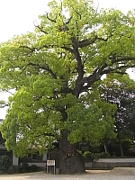 日記の画像