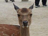 日記の画像