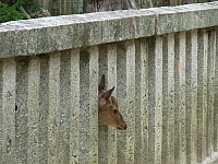日記の画像