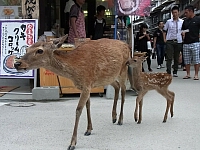 日記の画像