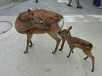 日記の画像