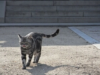 日記の画像