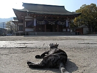 日記の画像