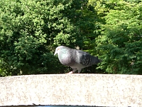 日記の画像