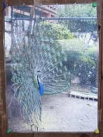 日記の画像