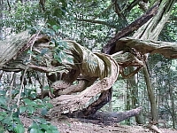 日記の画像