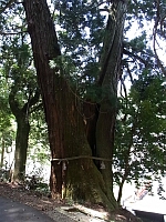 日記の画像