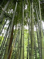 日記の画像