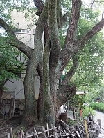 日記の画像