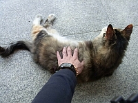 日記の画像