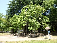 日記の画像
