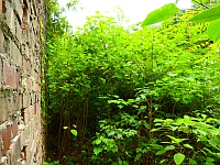 日記の画像