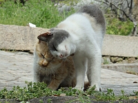 日記の画像