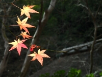 日記の画像