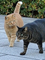 日記の画像