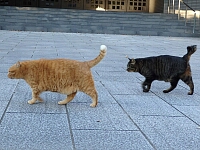 日記の画像