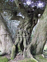 日記の画像