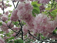 日記の画像