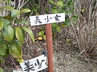 日記の画像