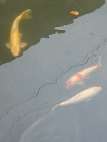 日記の画像