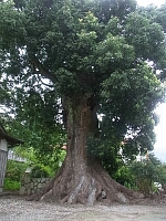 日記の画像