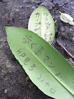 日記の画像