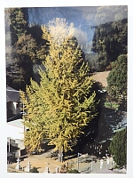 日記の画像