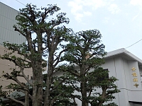 日記の画像
