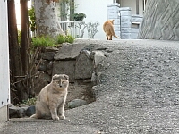 日記の画像