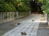 日記の画像