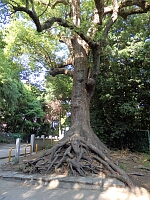 日記の画像