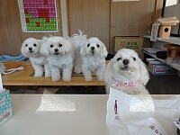 日記の画像