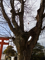 日記の画像