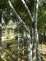 日記の画像